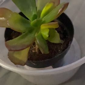 Photo of the plant species Lipstick Echeveria by @SleekYuzu12 named Khaleesi on Greg, the plant care app