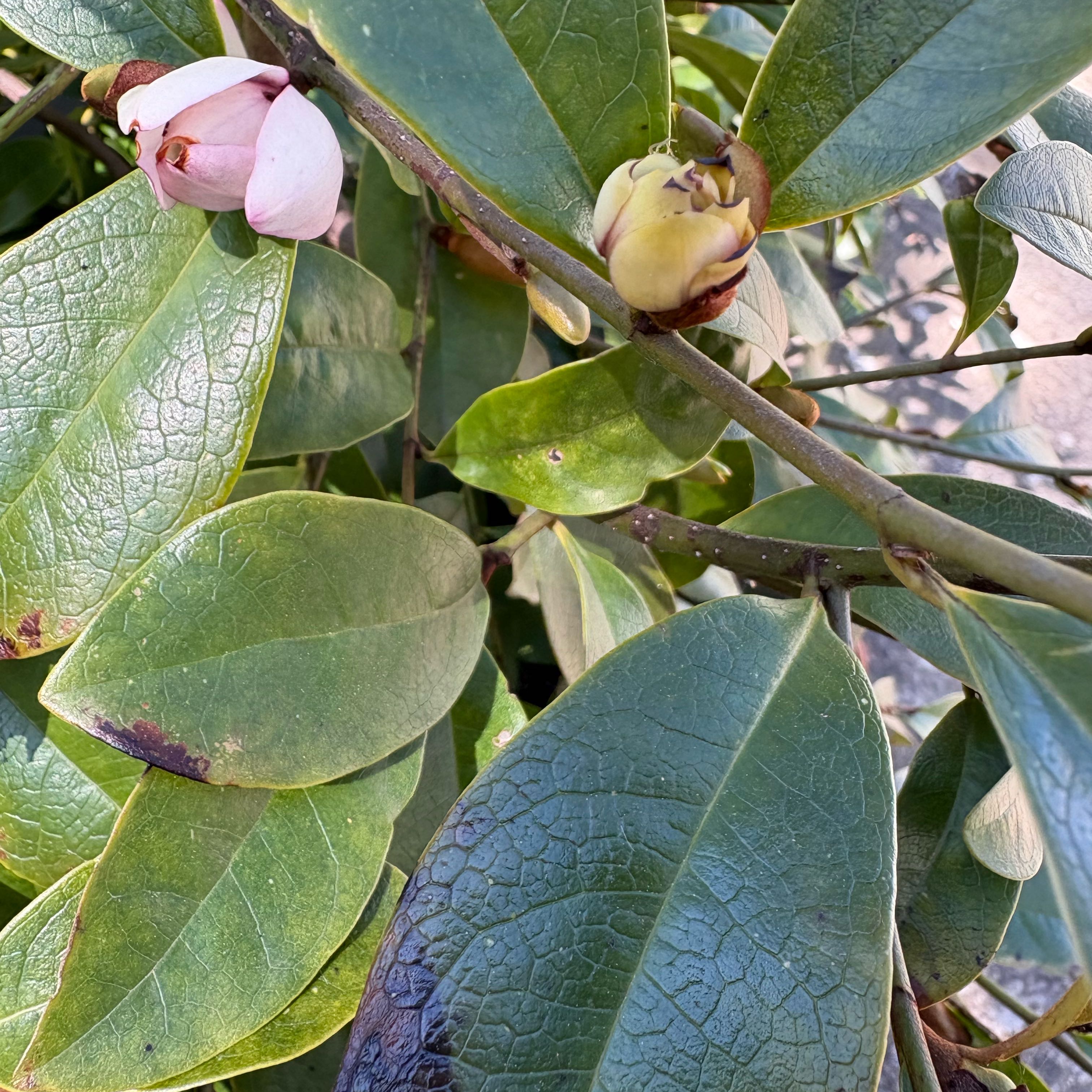 Photo of the plant species Fairy Magnolia Blush by @KindNeem34 named Mando on Greg, the plant care app