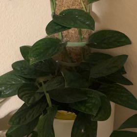 Photo of the plant species Monstera Peru by @FamedCapemay32 named P on Greg, the plant care app
