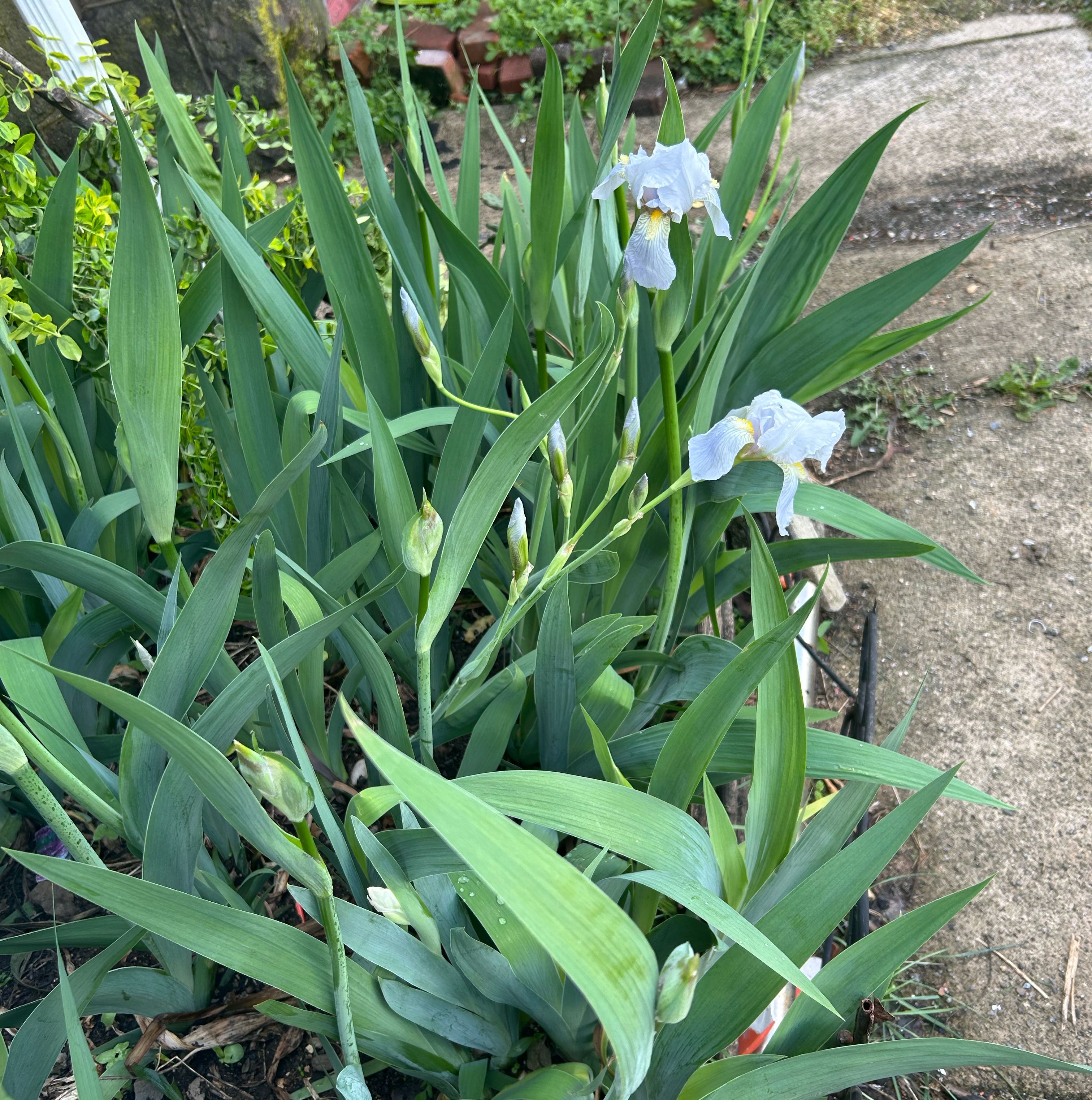 Photo of the plant species Snowdrop by @HipSalad97 named Mochi on Greg, the plant care app