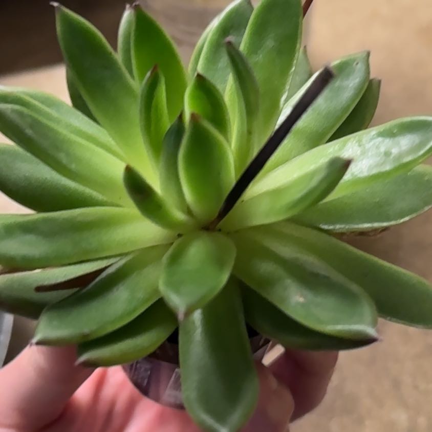 Photo of the plant species Hen And Chicks by @ProphetLlavea60 named Scarlett on Greg, the plant care app
