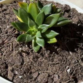 Photo of the plant species Echeveria x Raquel by @ProphetLlavea60 named Keanu Leaves on Greg, the plant care app