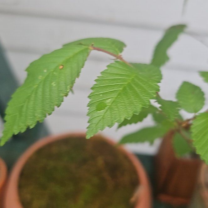Photo of the plant species American Elm by @WellsuitedMoss8 named Sanders on Greg, the plant care app
