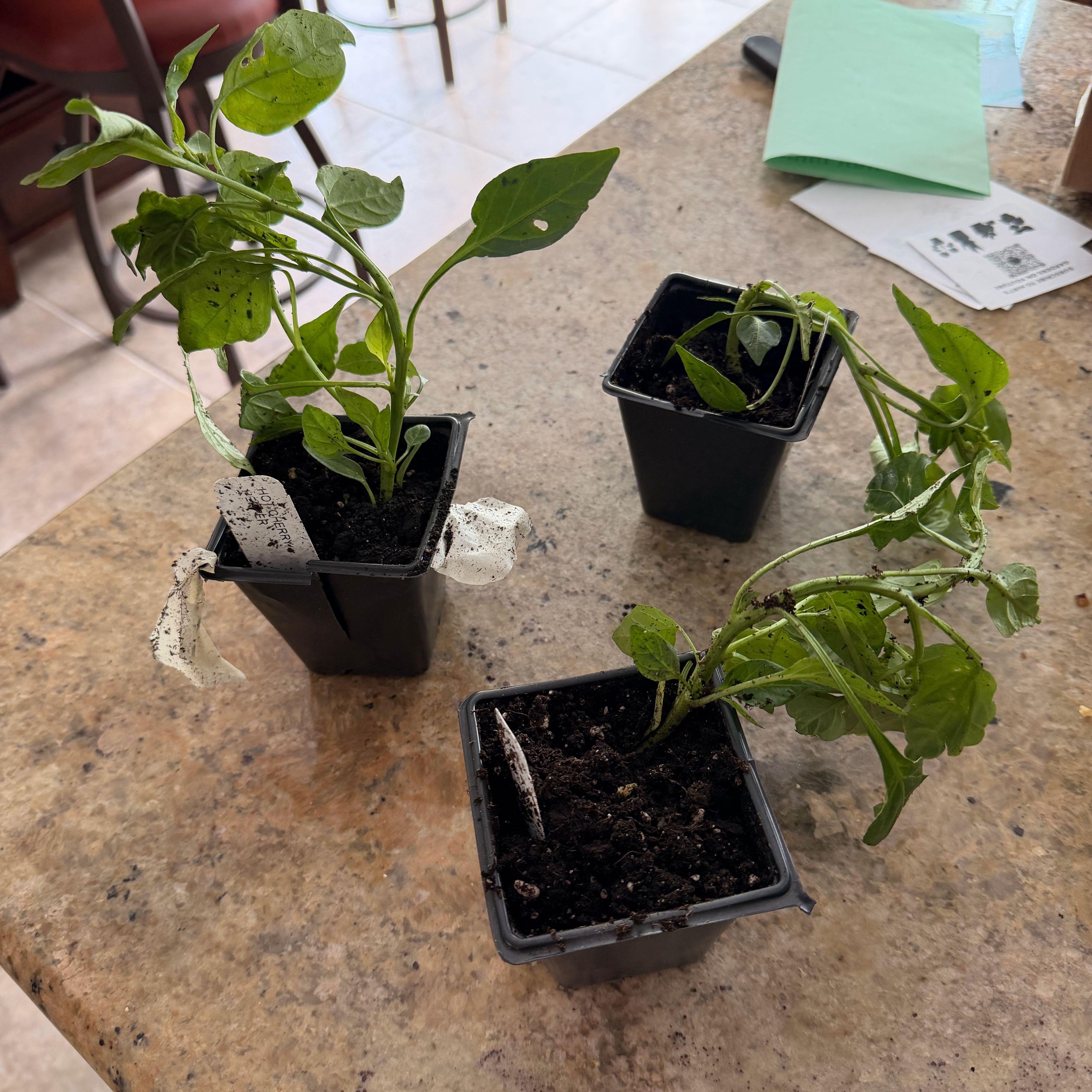 Photo of the plant species Hot Cherry Pepper by @UnabashedBagpod named Terra on Greg, the plant care app