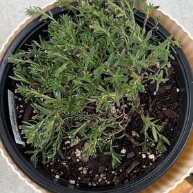Photo of the plant species Tidepool Sky Blue by @BusyCebenese43 named Beyonce on Greg, the plant care app