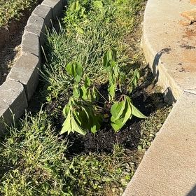 Photo of the plant species Hydrangea 'Starlight' by @BusyCebenese43 named Khaleesi on Greg, the plant care app