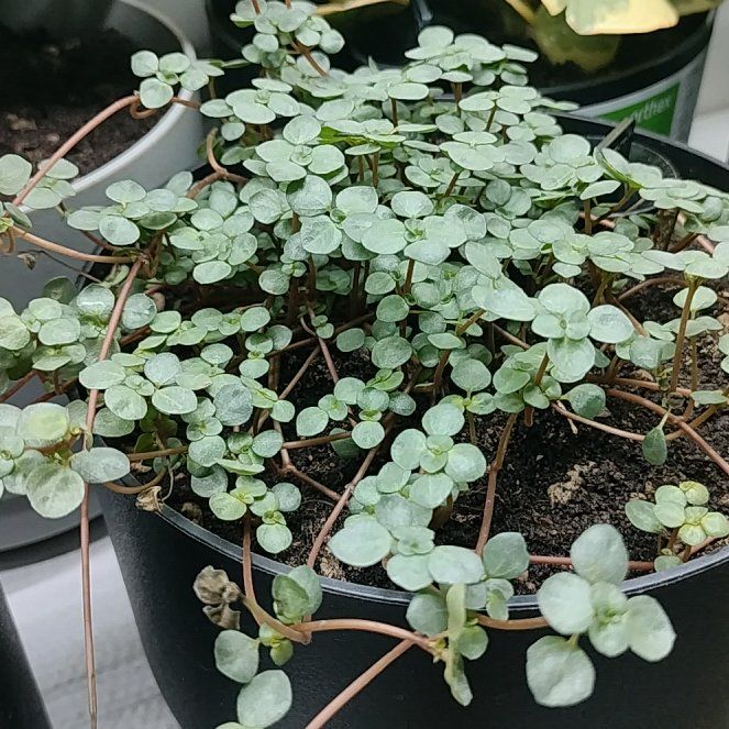 Photo of the plant species Pilea 'Silver Sparkle' by @HappyMakole5 named Sigmund on Greg, the plant care app