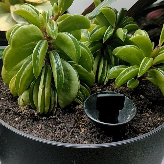 Photo of the plant species Peperomia axillaris by @HappyMakole5 named Xena on Greg, the plant care app