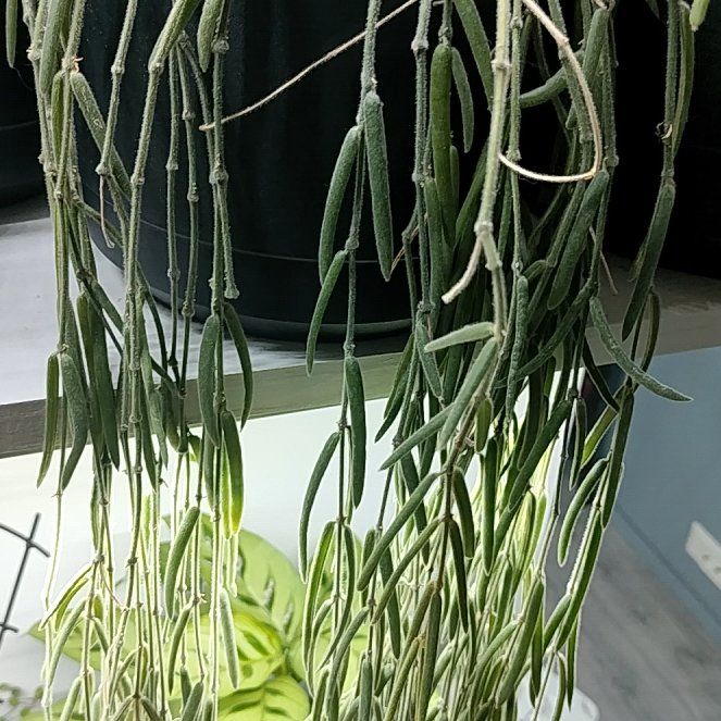 Photo of the plant species Wax Plant by @HappyMakole5 named Morgan Treeman on Greg, the plant care app