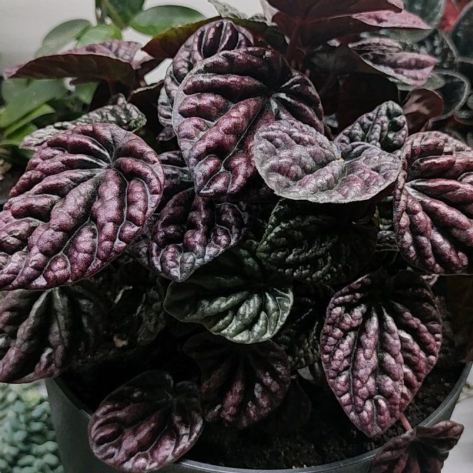 Photo of the plant species Red Luna Peperomia by @HappyMakole5 named Bruce Lee on Greg, the plant care app