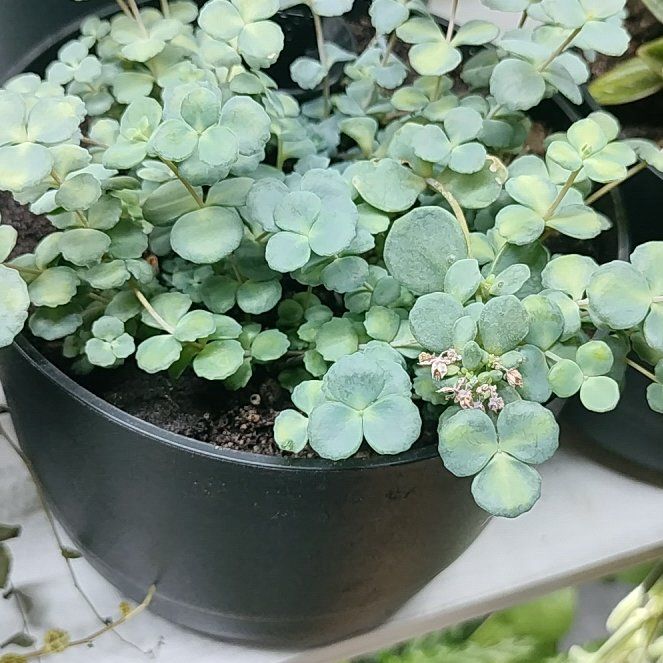 Photo of the plant species Woodland Stonecrop by @HappyMakole5 named Gates on Greg, the plant care app