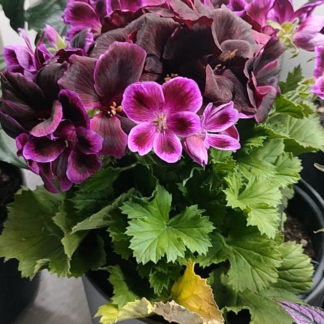 Photo of the plant species Muškát by @HappyMakole5 named LiloStitch on Greg, the plant care app