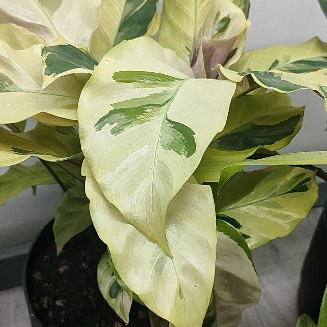Photo of the plant species Calathea 'Yellow Fusion' by @HappyMakole5 named Achilles on Greg, the plant care app