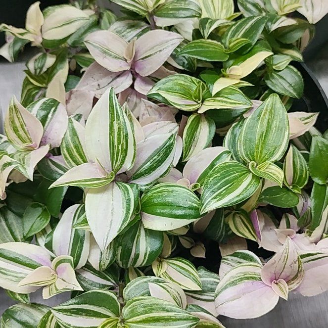 Photo of the plant species Tradescantia Quadricolor by @HappyMakole5 named Tree Diddy on Greg, the plant care app