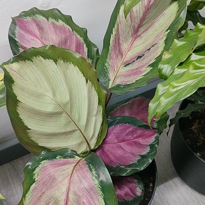 Photo of the plant species calathea rosy by @HappyMakole5 named Anne on Greg, the plant care app