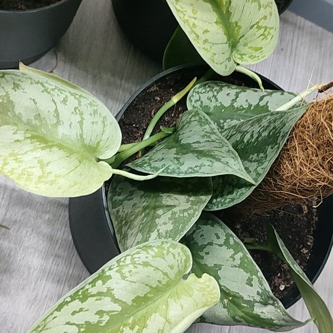 Photo of the plant species Trebie Satin Pothos by @HappyMakole5 named Lebron on Greg, the plant care app