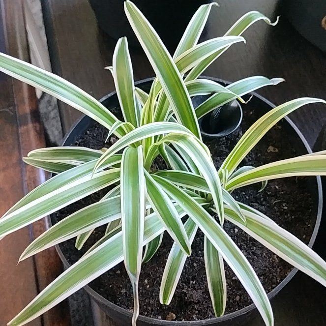 Photo of the plant species Ocean Spider Plant by @HappyMakole5 named Madonna on Greg, the plant care app