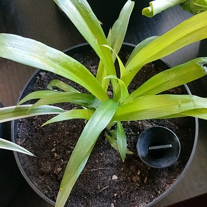 Photo of the plant species Chlorophytum 'Green' by @HappyMakole5 named Rosa on Greg, the plant care app