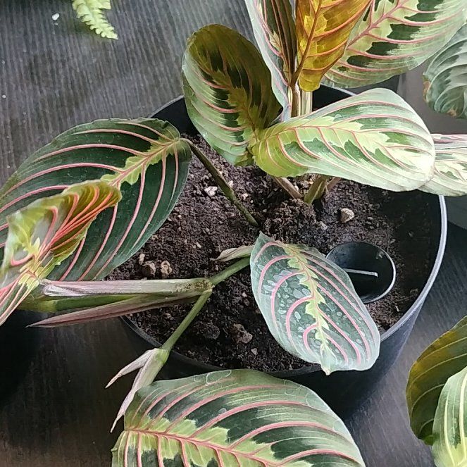 Photo of the plant species Red Calathea by @HappyMakole5 named Gregarious on Greg, the plant care app