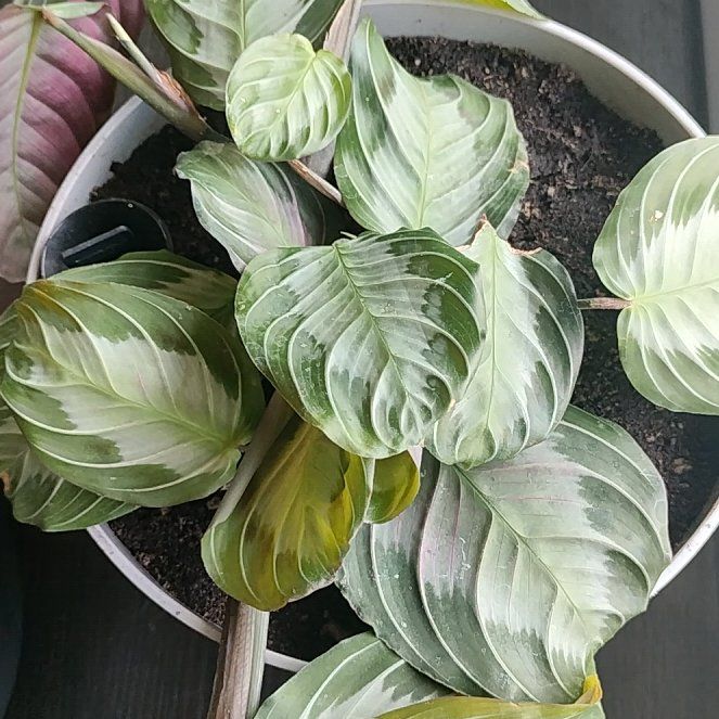 Photo of the plant species Maranta 'Silver Band' by @HappyMakole5 named Michelle Branch on Greg, the plant care app