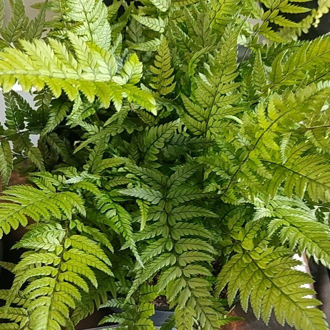 Photo of the plant species Rumohra Adiantiformis by @HappyMakole5 named Winston on Greg, the plant care app