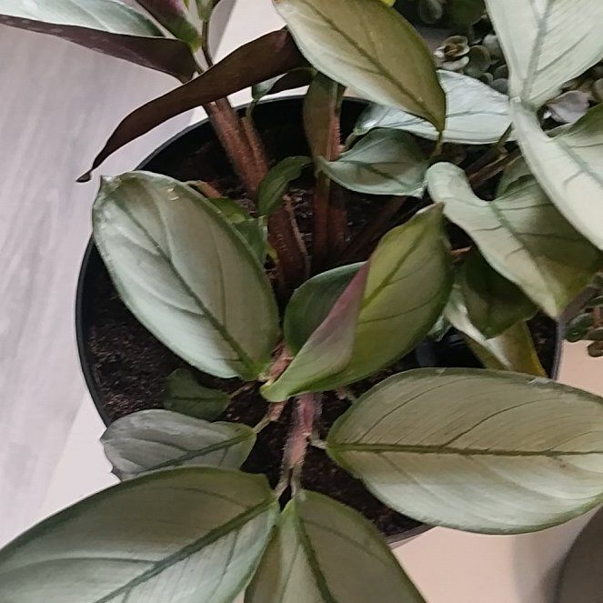 Photo of the plant species Ctenanthe amagris by @HappyMakole5 named Ulysses S Plant on Greg, the plant care app