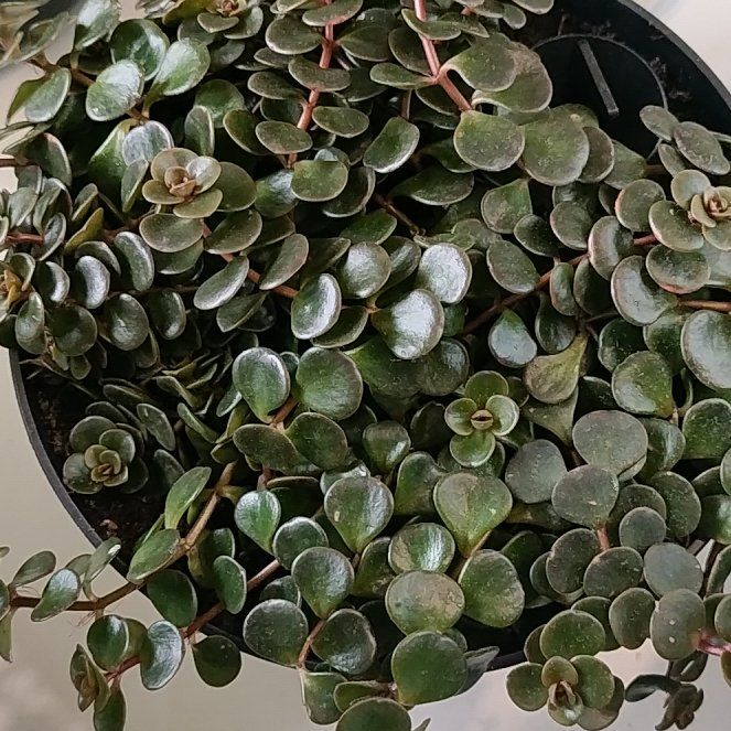 Photo of the plant species Woodland Stonecrop by @HappyMakole5 named da Vinci on Greg, the plant care app