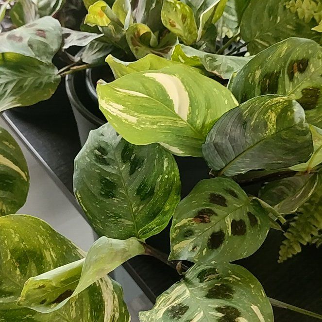 Photo of the plant species Variegated Rabbit Tracks by @HappyMakole5 named Maya on Greg, the plant care app