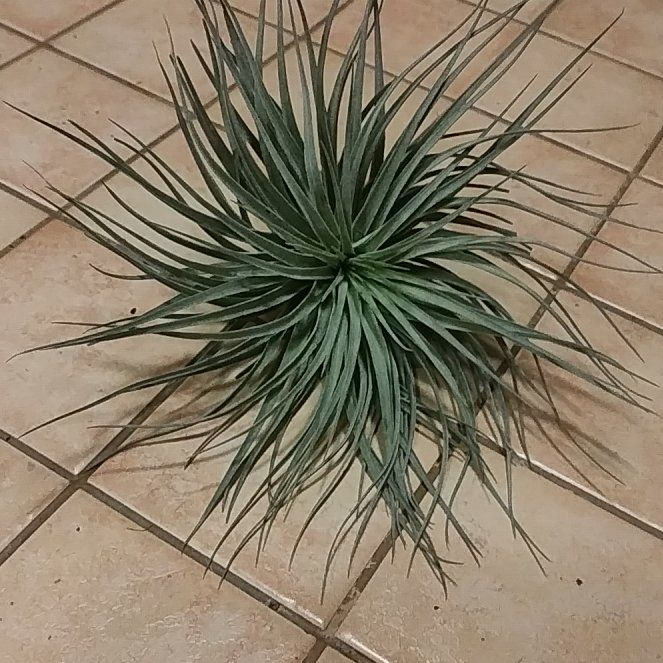 Photo of the plant species Houston Air Plant by @HappyMakole5 named Sahara on Greg, the plant care app