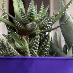Photo of the plant species Haworthia resendeana by @WinsomeCosmo83 named Madonna on Greg, the plant care app