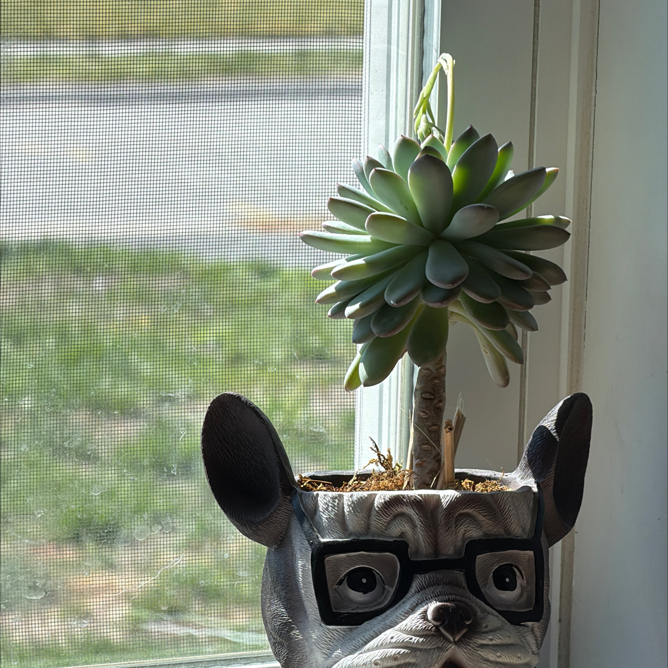 Photo of the plant species Pink Moonstones by @WinsomeCosmo83 named Osmo on Greg, the plant care app