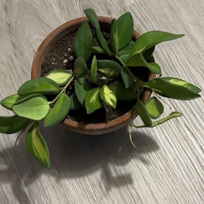 Photo of the plant species hoya burtoniae variegata by @PetLuscious31 named Terra on Greg, the plant care app