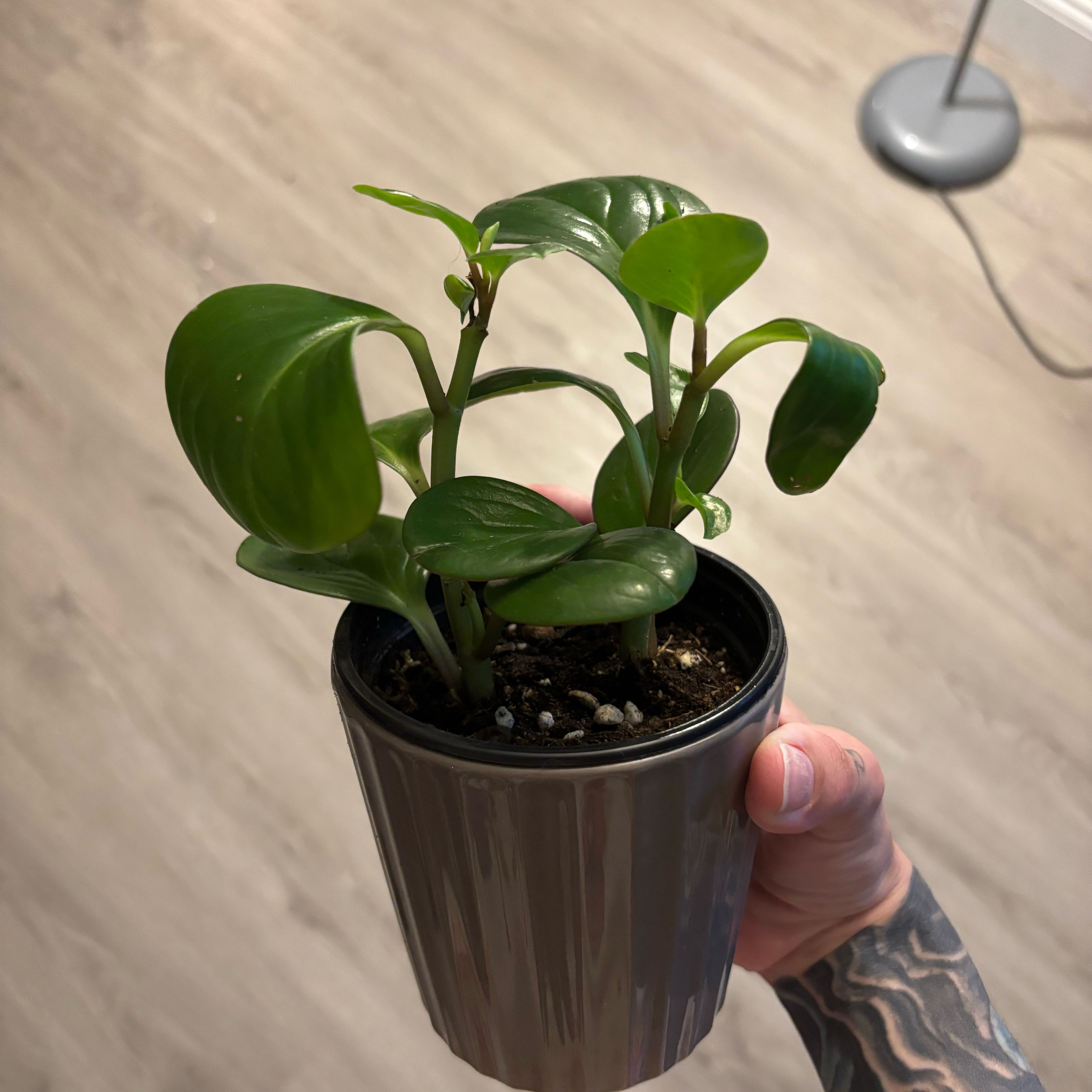Photo of the plant species Peperomia Thailand by @PetLuscious31 named Mando on Greg, the plant care app