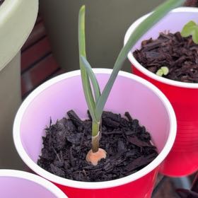 Photo of the plant species Garlic by @BestOctopusarms named Einstein on Greg, the plant care app
