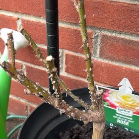 Photo of the plant species Double delight rose by @BestOctopusarms named Luna on Greg, the plant care app