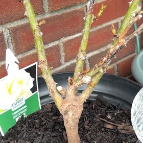 Photo of the plant species White Rose by @BestOctopusarms named Fernie Saunders on Greg, the plant care app