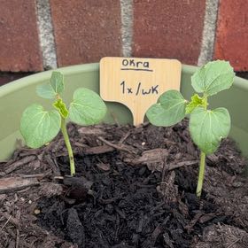 Photo of the plant species Abelmoschus Esculentus by @BestOctopusarms named Athena on Greg, the plant care app