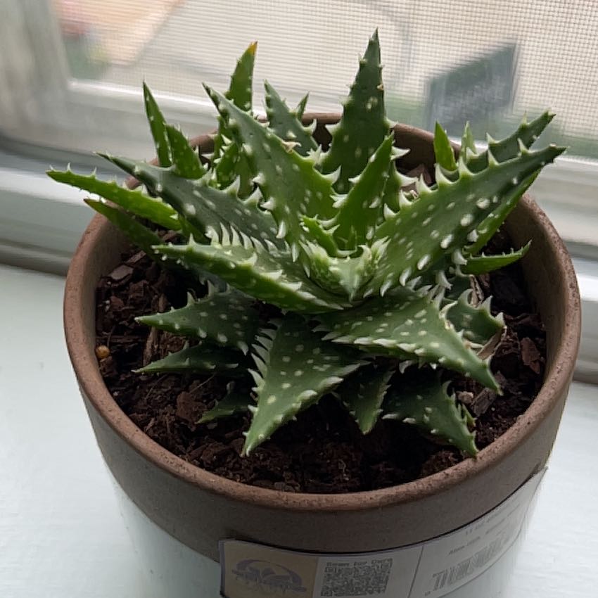 Photo of the plant species Aloe 'Minnie Belle' by @HeroinePalqui2 named Ronaldo on Greg, the plant care app