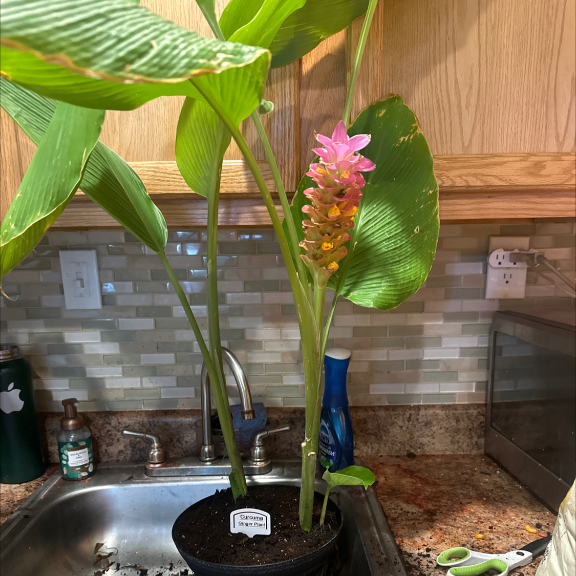 Photo of the plant species Red Ginger by @AshleyNutter named Curcuma Ginger Plant on Greg, the plant care app