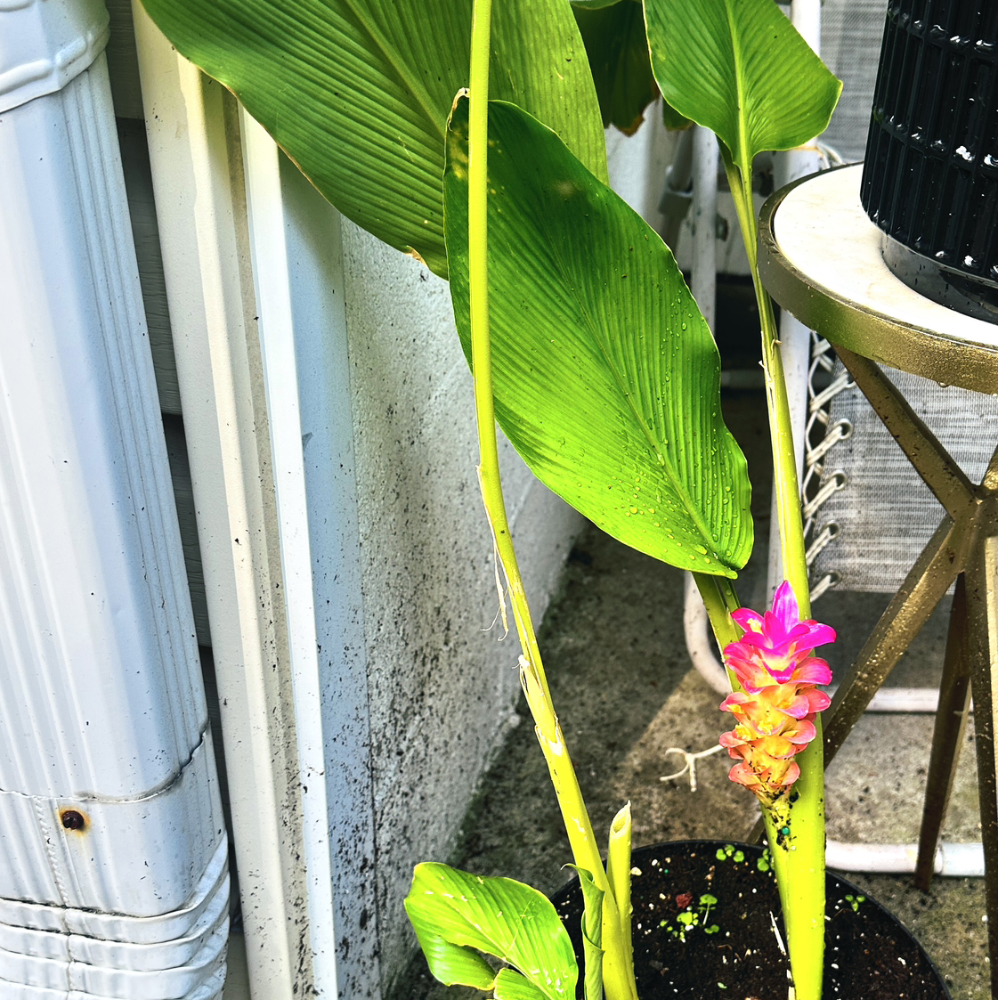 Photo of the plant species Red Ginger by @AshleyNutter named Curcuma Ginger Plant on Greg, the plant care app