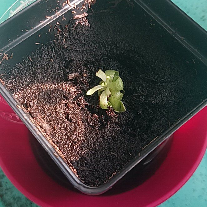 Photo of the plant species butterwort by @GemNinebark55 named Butter on Greg, the plant care app