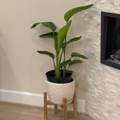 Photo of the plant species Bird of Paradise by @FabPalqui43 named Kevin on Greg, the plant care app