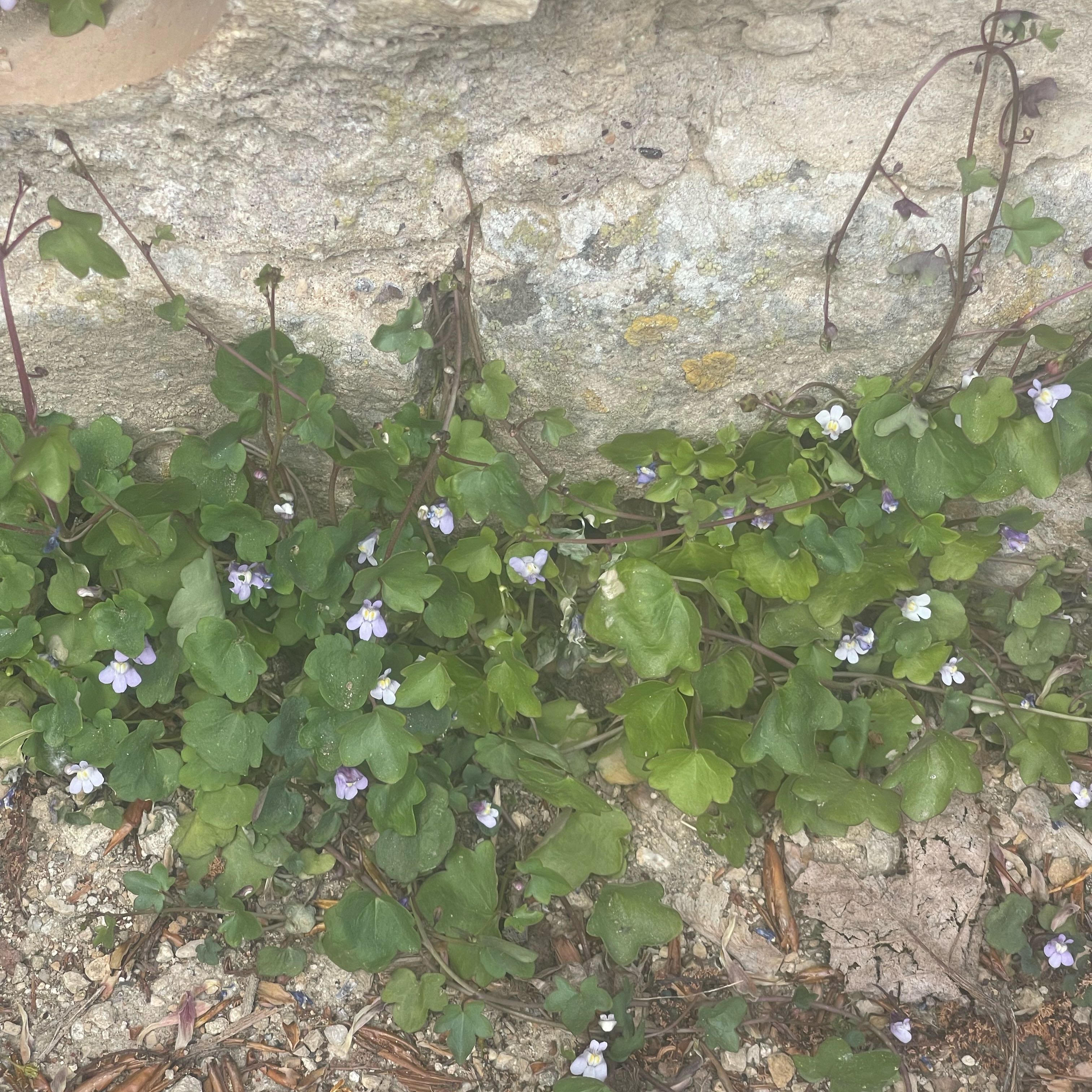 Photo of the plant species Kenilworth Ivy by @HeirCrabapple63 named Pax on Greg, the plant care app