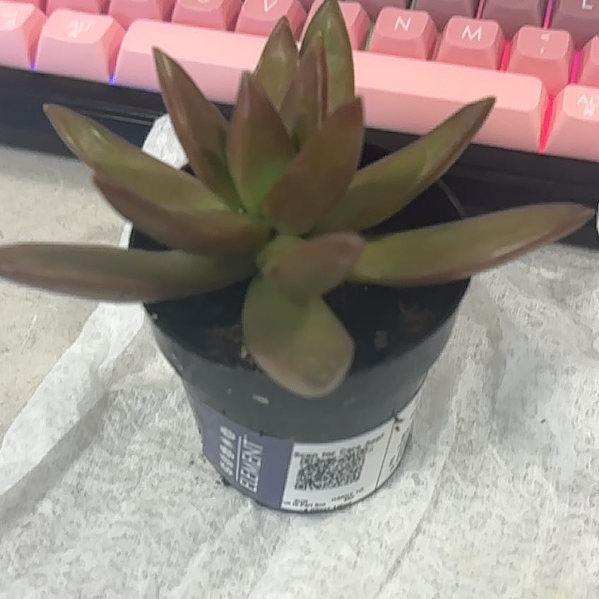 Photo of the plant species Sedum Adolphi Sunset by @WittyBlueiris58 named Sol on Greg, the plant care app