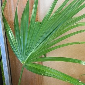 Photo of the plant species Florida Thatch Palm by @AbleMiro61 named Prince on Greg, the plant care app
