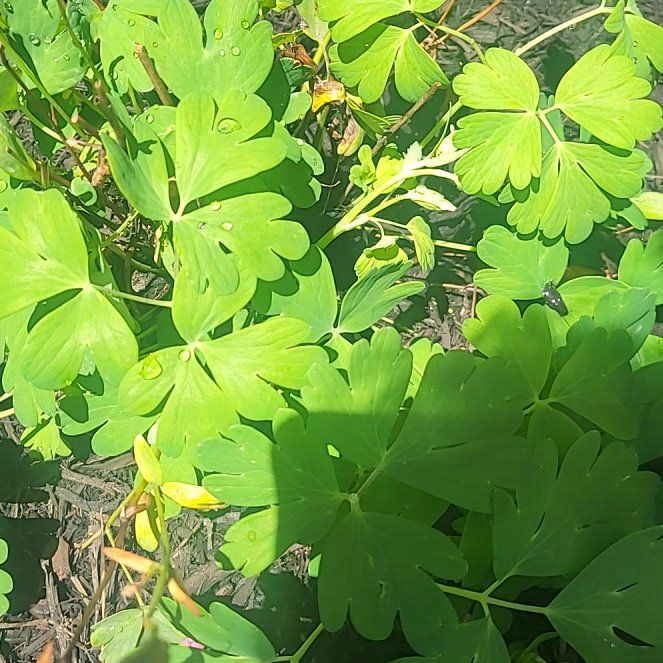 Photo of the plant species Wild Red Columbine by @SizzlingRimu named Taylor Swift on Greg, the plant care app