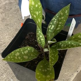 Photo of the plant species Common Lungwort by @PetAgarito21 named Naomi on Greg, the plant care app