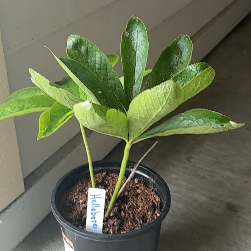 Photo of the plant species Lenten Rose by @PetAgarito21 named Oscar on Greg, the plant care app