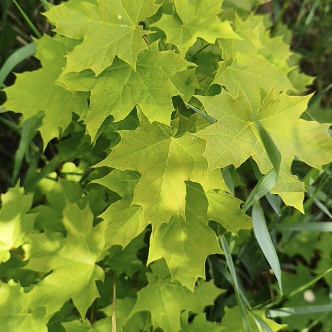 Photo of the plant species Norway Maple by @HighclassDill74 named Curie on Greg, the plant care app