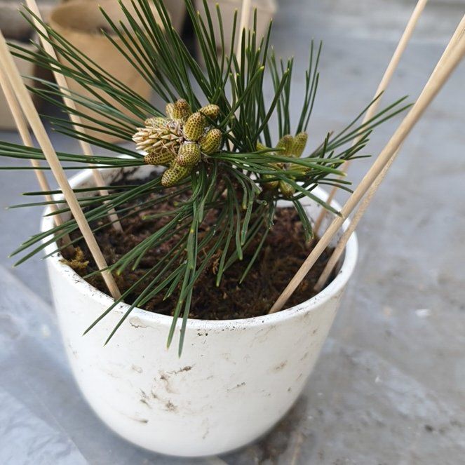 Photo of the plant species Lodgepole Pine by @HighclassDill74 named Pax on Greg, the plant care app